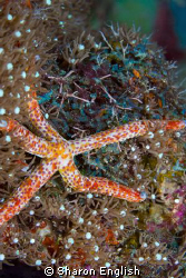 Linckia Starfish by Sharon English 
